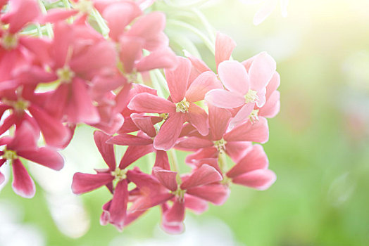 花朵局部特写