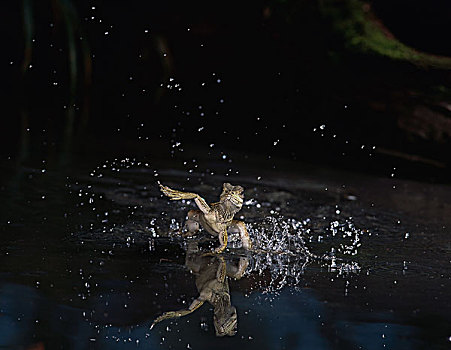 菲律宾,蜥蜴,水上