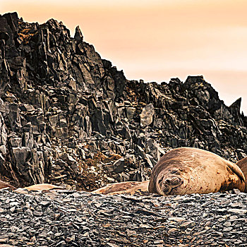南极,半岛,海象,休息,岩石上