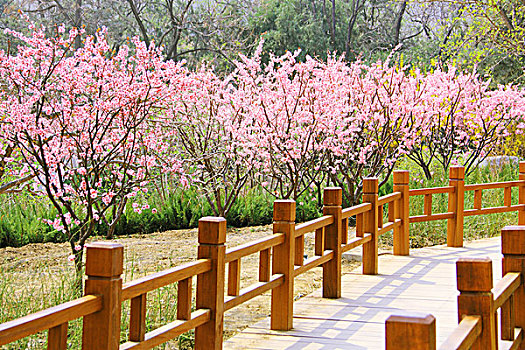 春天盛开着粉色杏花的木板路