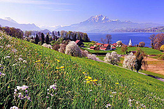 樱桃树,盛开,琉森湖,风景,攀升,皮拉图斯,瑞士,欧洲