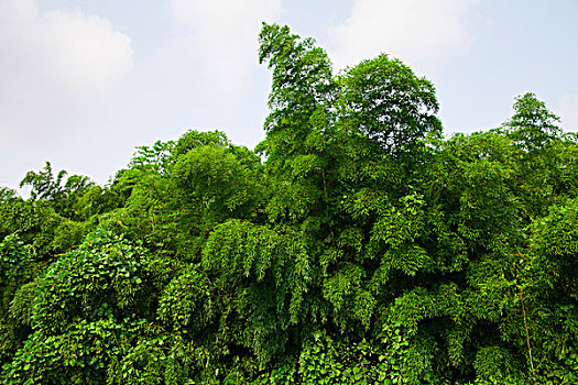 深山翠竹寺庙