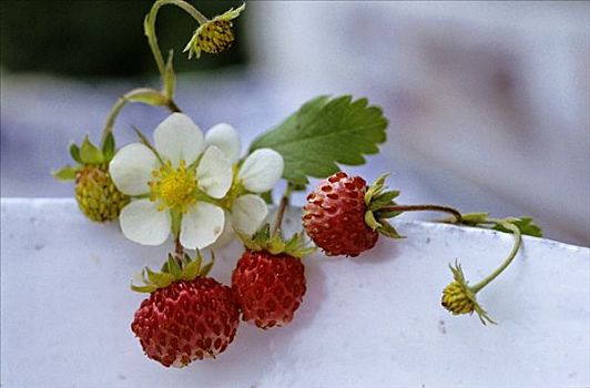 野草莓,花