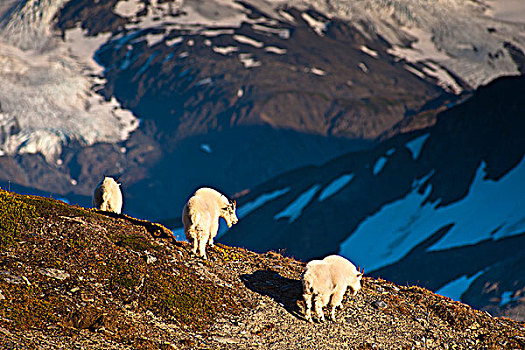 三个,石山羊,走,山脊,靠近,小路,奇奈峡湾国家公园,肯奈半岛,阿拉斯加,夏天