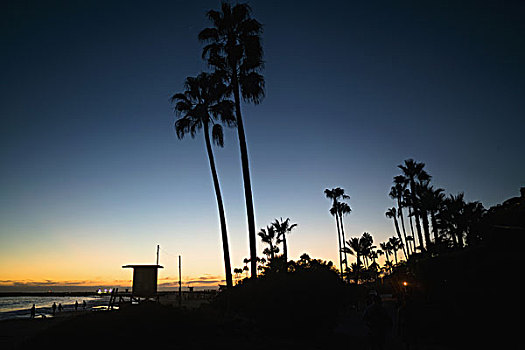 剪影,棕榈树,日落,新港海滩,加利福尼亚,美国
