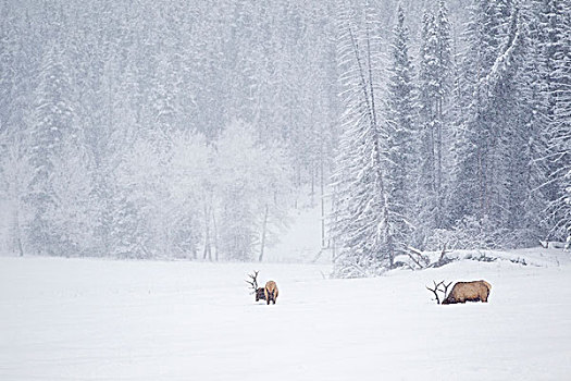 麋鹿,觅食,雪地,班芙国家公园,艾伯塔省,加拿大