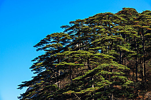 中国黄山,huang,shan,china