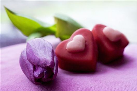 两个,心形,巧克力,紫色,郁金香