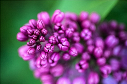 特写,丁香,花,芽