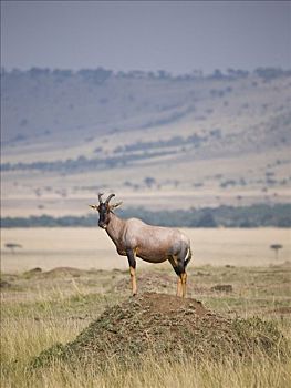 转角牛羚,站立,蚁丘,热带草原,马赛马拉,肯尼亚