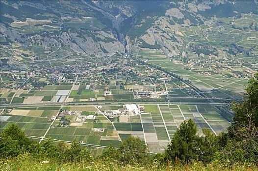 农业,区域,种植园,瑞士