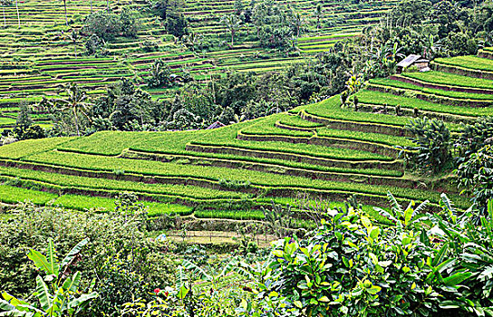 印度尼西亚,巴厘岛,阶梯状,稻田,风景