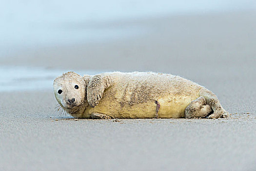 头像,灰海豹,幼仔,躺着,海滩,沙暴,北海,欧洲