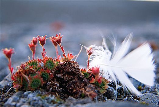 羽毛,植物,斯瓦尔巴特群岛
