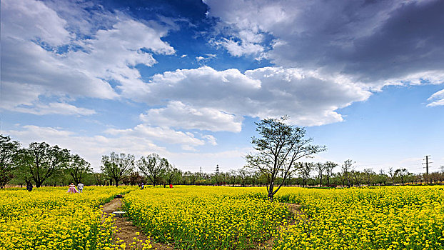 虞舜湿地公园的油菜花