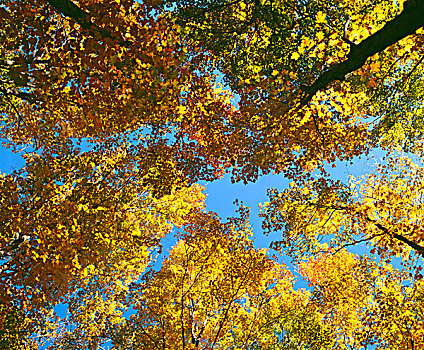 秋天,树枝,仰拍
