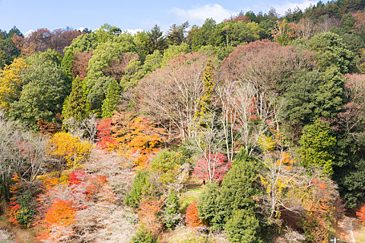 名古屋,樱花,秋天