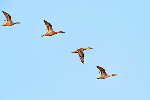 北方,尖尾鸭,针尾鸭,雌性,飞行,盖奥拉迪奥,国家公园,巴拉特普尔,拉贾斯坦邦,印度,亚洲