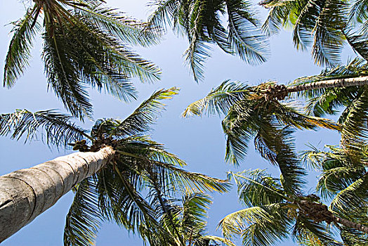 棕榈树,树,岛屿,玛格丽塔酒,委内瑞拉,南美