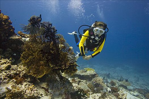 女孩,深潜,后面,柳珊瑚目,海洋,鞭子,海扇,印度尼西亚,东南亚