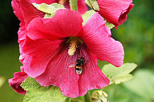 大黄蜂,熊蜂,遮盖,花粉,蜀葵