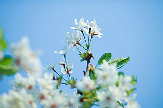 树,开花,特写,局部,风景