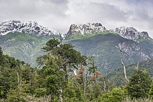 雪山,寒冷,雨林,拉各斯,区域,智利,南美