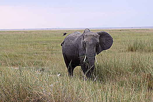 肯尼亚非洲象-侧身回头