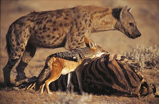 斑点,鬣狗,斑鬣狗,哺乳动物,埃托沙国家公园,纳米比亚,南非,动物