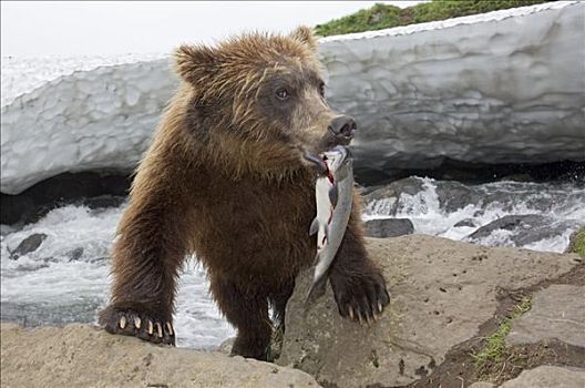 棕熊,幼兽,抓住,三文鱼,堪察加半岛,俄罗斯
