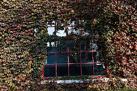 窗户,墙壁,遮盖,葡萄,藤