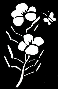 黑白,芥末,花