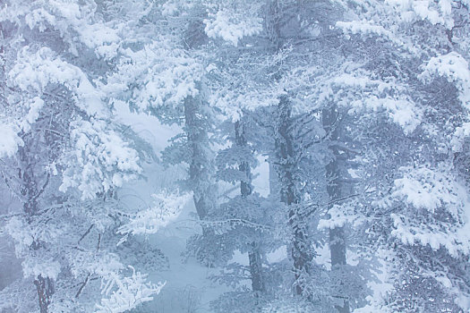 西岭雪山大雪的美丽风景