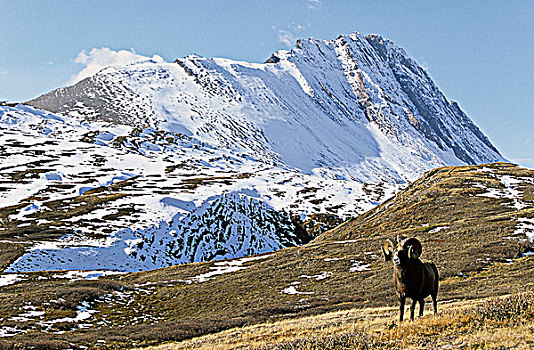 大角羊,公羊,落基山脉,艾伯塔省,加拿大