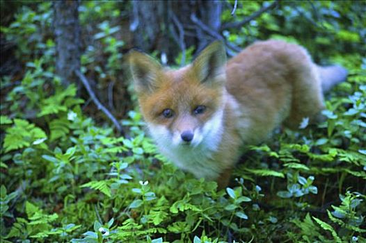 红狐,挪威