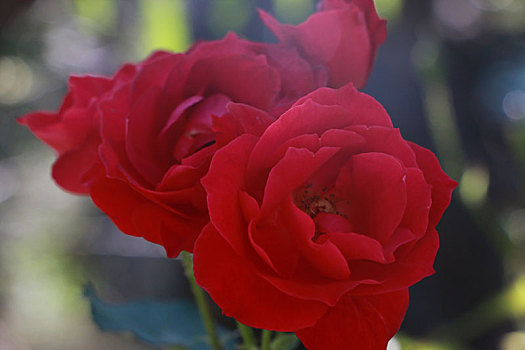 鮮花