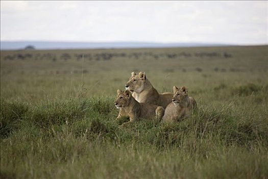 雌狮,狮子,坐,草地,马赛马拉国家保护区,肯尼亚