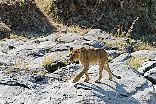 幼兽,狮子,干燥,岩石,河床,马赛马拉国家保护区,肯尼亚,非洲