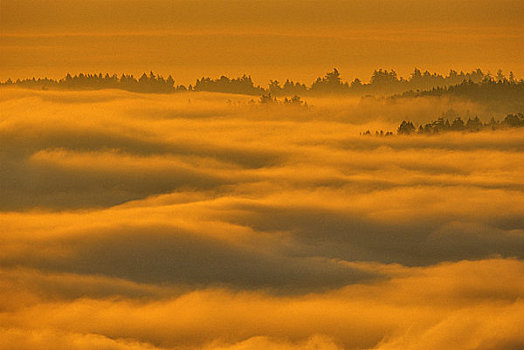 树,遮盖,雾,树林,半岛,温哥华岛,不列颠哥伦比亚省,加拿大