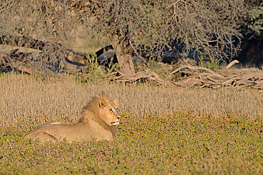 狮子,雄性,卧,草,晨光,卡拉哈迪大羚羊国家公园,北开普,南非,非洲