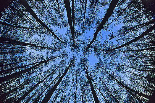仰视,桦树,树林,碧玉国家公园,艾伯塔省,加拿大