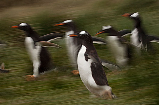 巴布亚企鹅,群,岛屿,福克兰群岛
