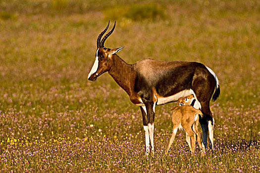 稀有,羚羊,西海角,省,南非