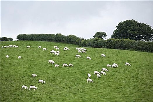 牧群,绵羊,地点