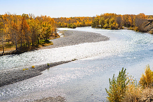 河,河床,白桦林,秋天,秋色,水,溪流