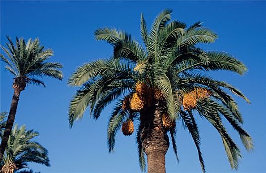 摩洛哥,马拉喀什,棕榈树