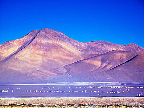 玻利维亚,高原,泻湖,粉红火烈鸟