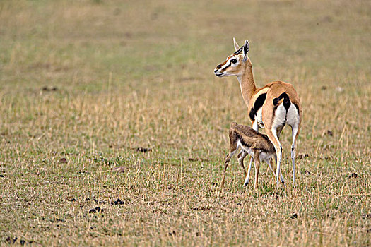 瞪羚,婴儿,护理,塞伦盖蒂国家公园,坦桑尼亚
