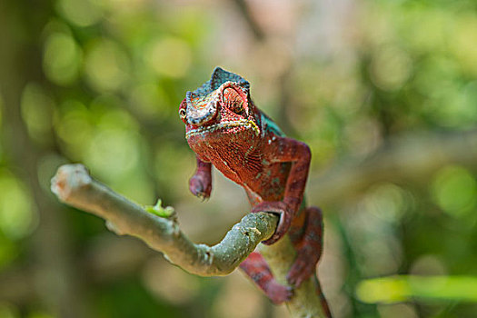 madagascar马达加斯加变色龙微距