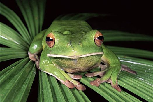 树蛙,雨林,昆士兰,澳大利亚